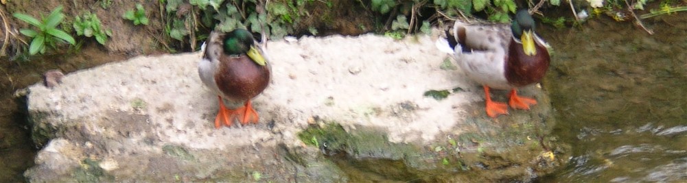 photo de canards à saint pol sur ternoise 
